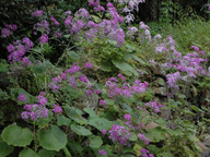 Pericallis webbii