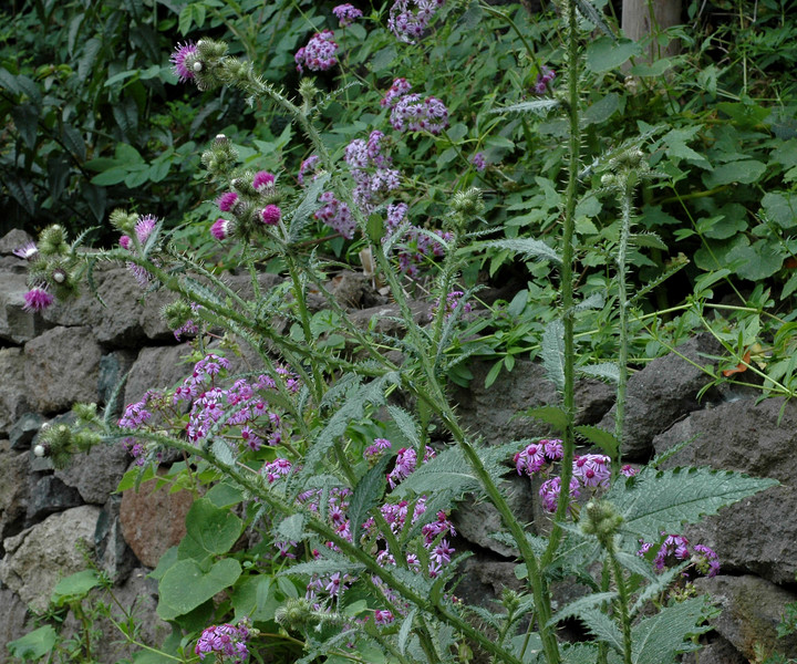 Carduus clavulatus