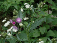 Carduus clavulatus