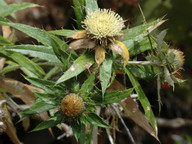 Carlina salicifolia