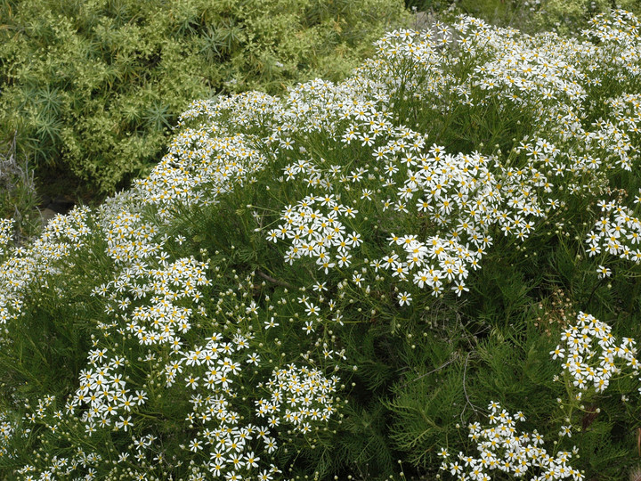 Tanacetum ferulaceum