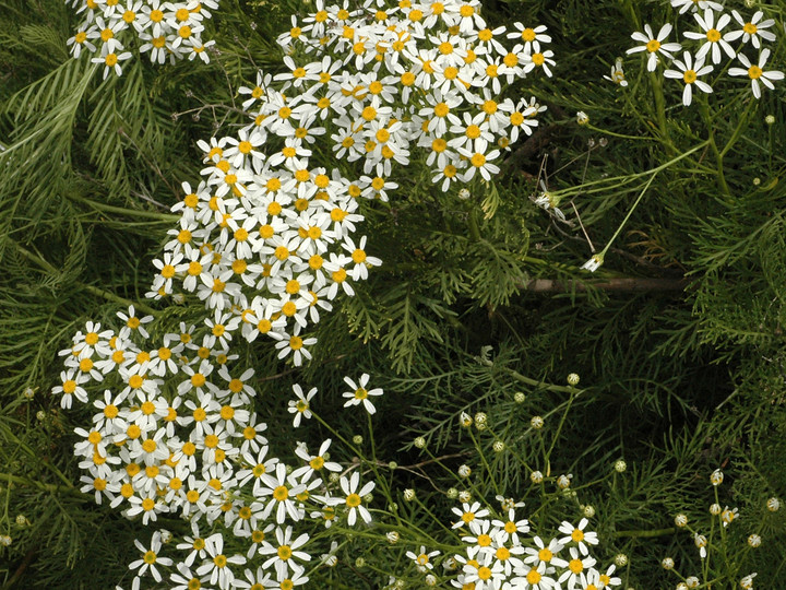 Tanacetum ferulaceum