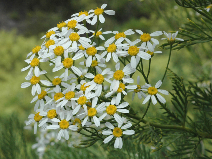 Tanacetum ferulaceum