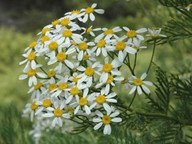 Tanacetum ferulaceum