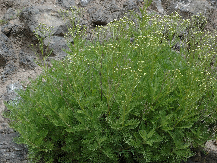 Tanacetum ferulaceum