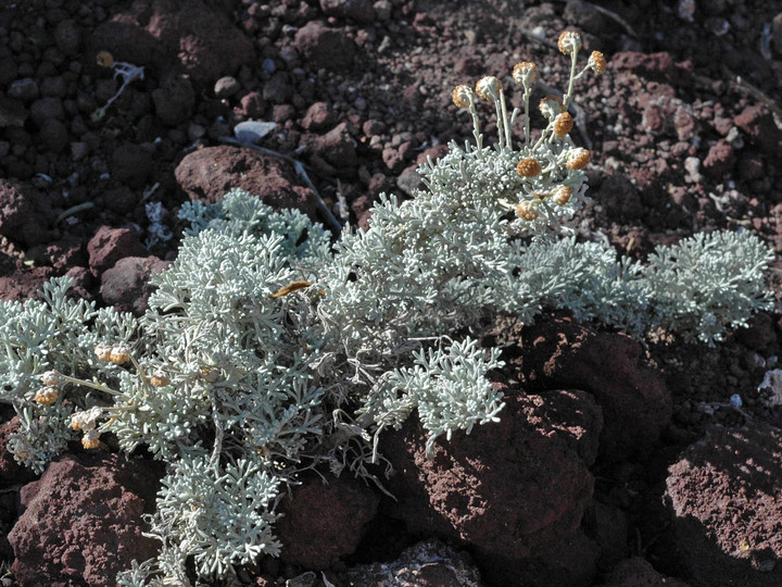 Artemisia reptans