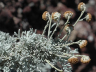 Artemisia reptans