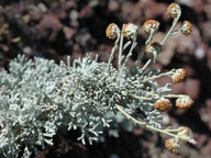 Artemisia reptans