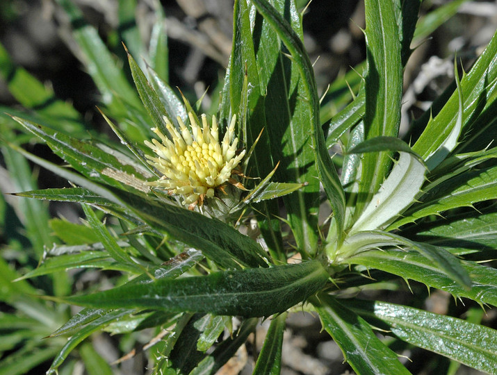 Carlina salicifolia