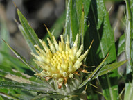 Carlina salicifolia