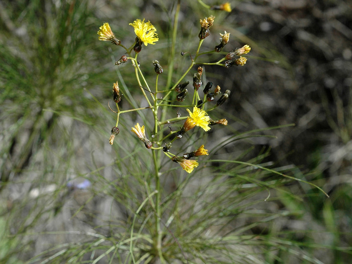 Taeckholmia pinnata