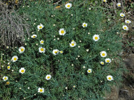 Argyranthemum foeniculaceum