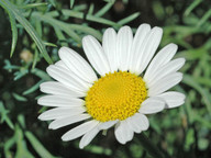 Argyranthemum foeniculaceum