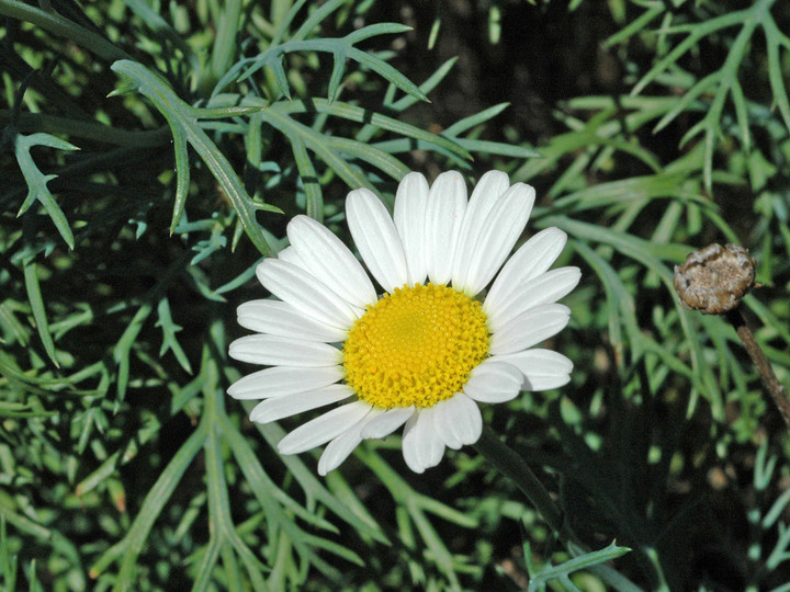 Argyranthemum foeniculaceum