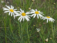 Argyranthemum gracile