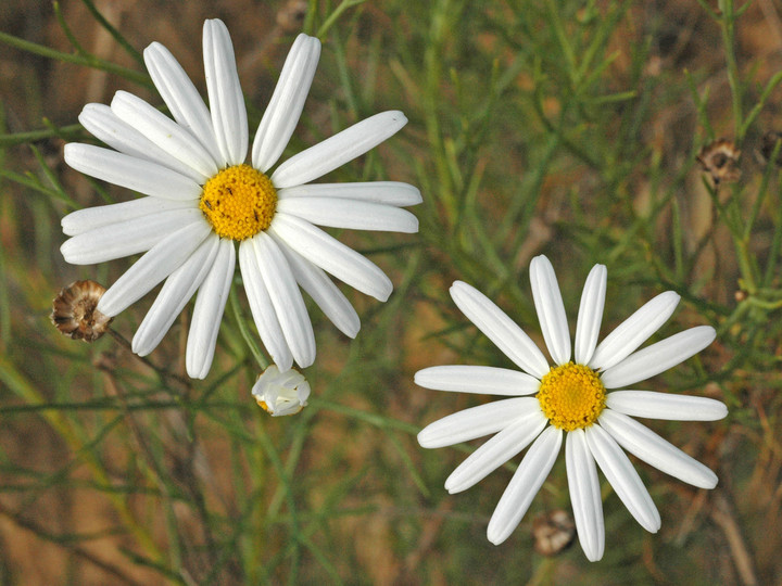 Argyranthemum gracile