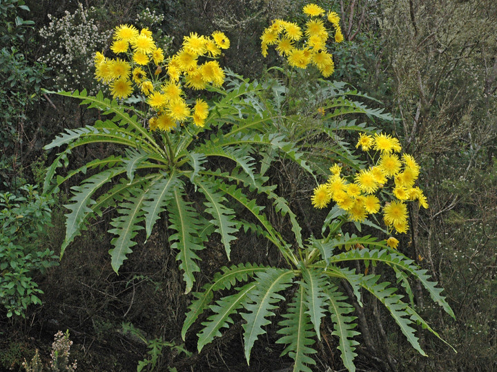 Sonchus hierrensis