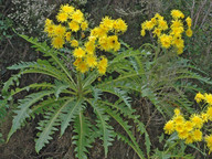 Sonchus hierrensis