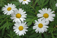 Argyranthemum broussonetii