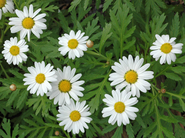 Argyranthemum broussonetii