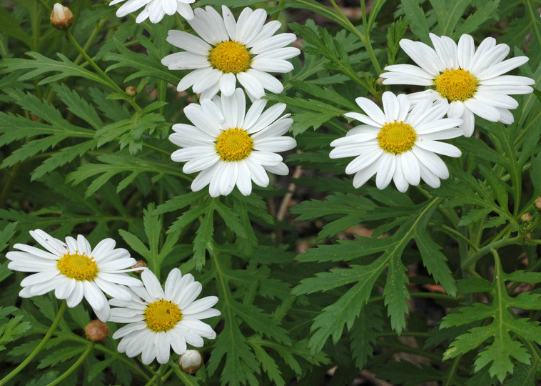 Argyranthemum broussonetii