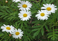 Argyranthemum broussonetii