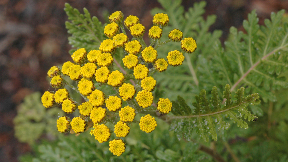 Gonospermum fruticosum