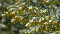 Artemisia thuscula