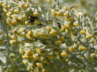 Artemisia thuscula