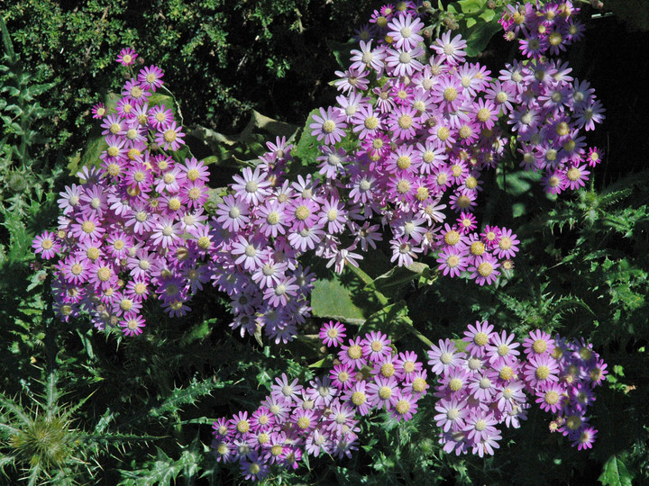 Pericallis steetzii