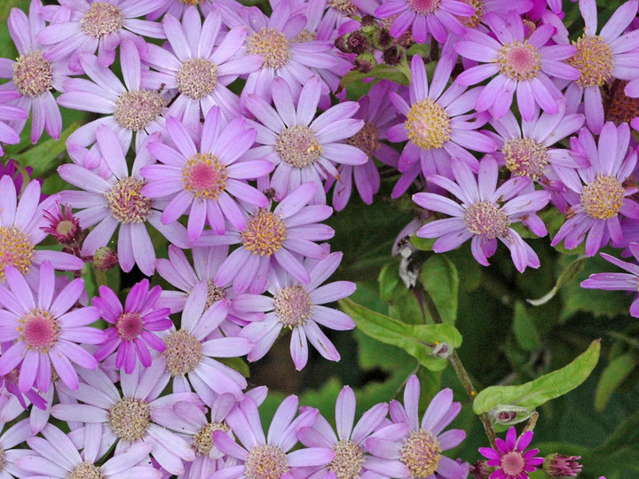 Pericallis steetzii