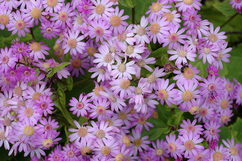 Pericallis steetzii