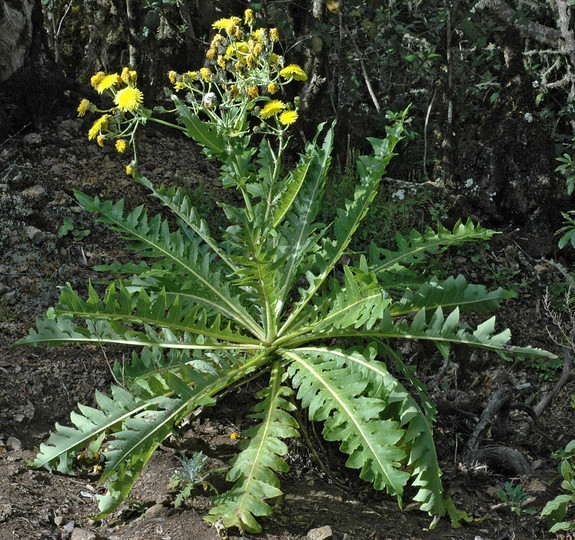 Sonchus hierrensis