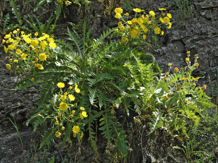 Sonchus hierrensis