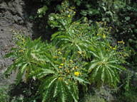 Sonchus hierrensis