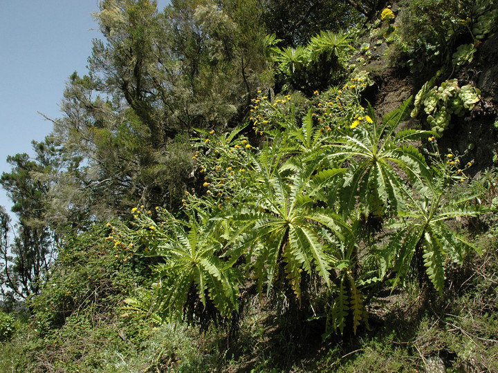 Sonchus hierrensis