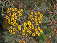 Gonospermum fruticosum