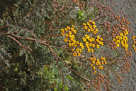 Gonospermum fruticosum