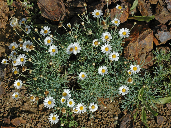 Argyranthemum frutescens