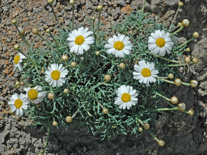 Argyranthemum frutescens