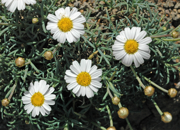 Argyranthemum frutescens