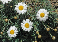 Argyranthemum frutescens