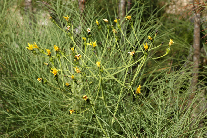 Sonchus filifolius?