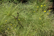 Sonchus filifolius?