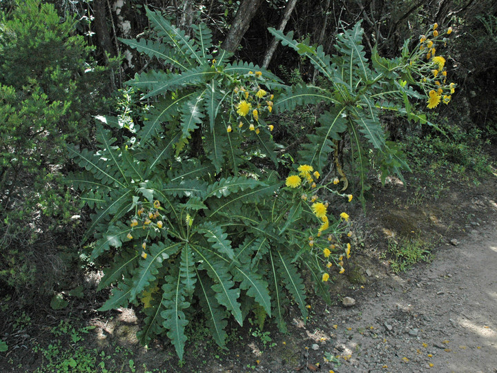 Sonchus ortunoi