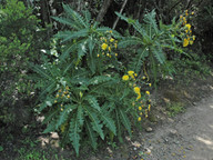 Sonchus ortunoi