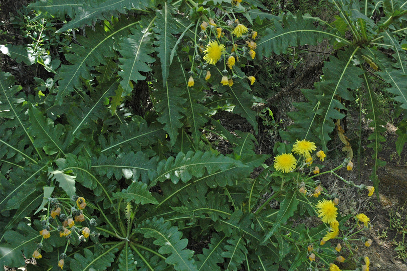 Sonchus ortunoi