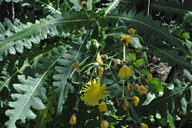 Sonchus ortunoi