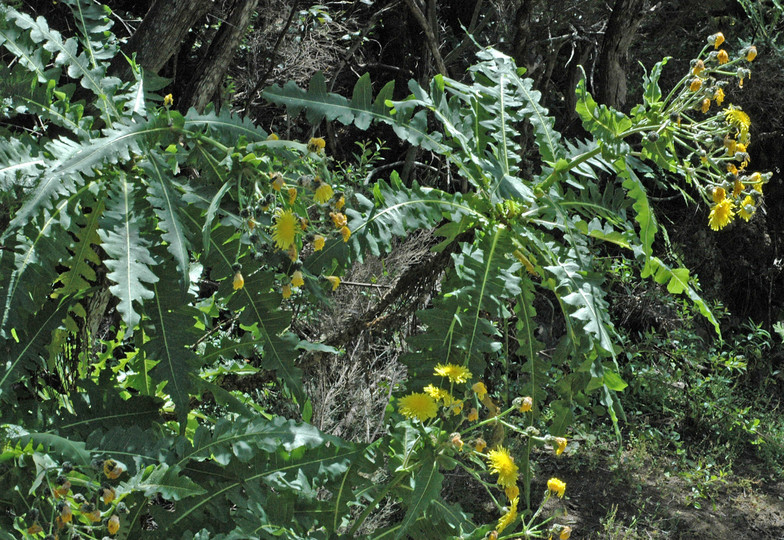 Sonchus ortunoi