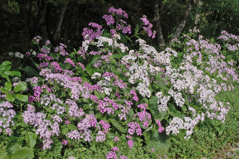 Pericallis steetzii